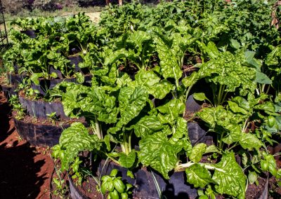 Kitchen Garden